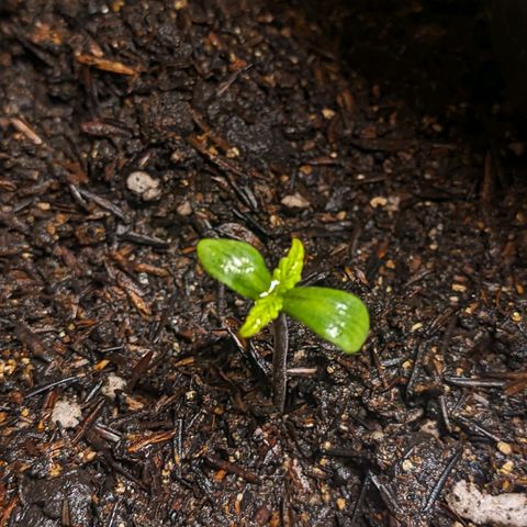 Banana Purple Punch Auto growlog timeline photo