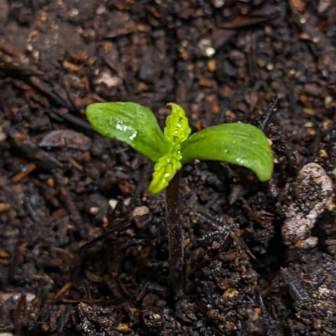 Banana Purple Punch Auto growlog timeline photo