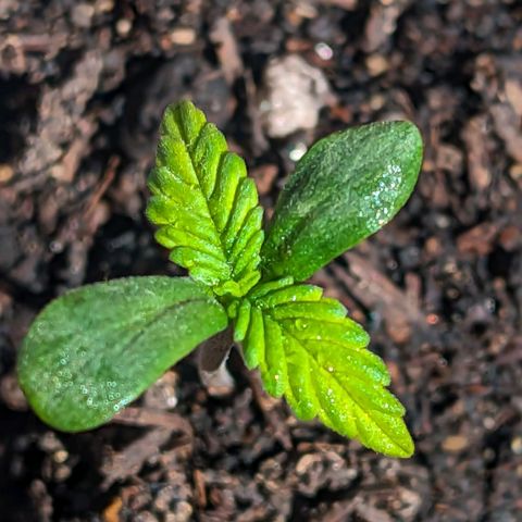 Banana Purple Punch Auto growlog timeline photo