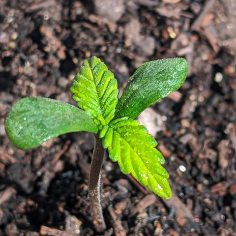 Banana Purple Punch Auto growlog timeline photo