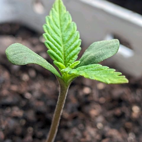 Banana Purple Punch Auto growlog timeline photo