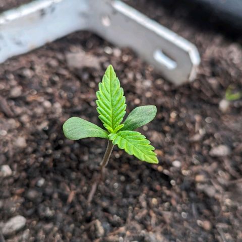 Banana Purple Punch Auto growlog timeline photo