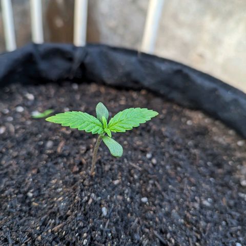 Banana Purple Punch Auto growlog timeline photo