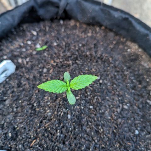 Banana Purple Punch Auto growlog timeline photo