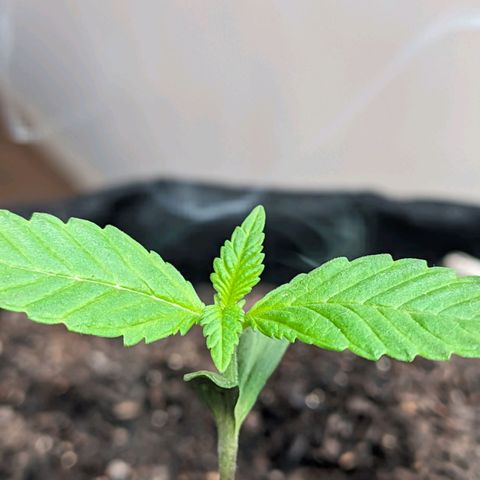 Banana Purple Punch Auto growlog timeline photo