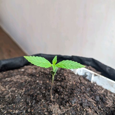 Banana Purple Punch Auto growlog timeline photo
