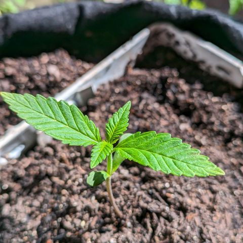 Banana Purple Punch Auto growlog timeline photo