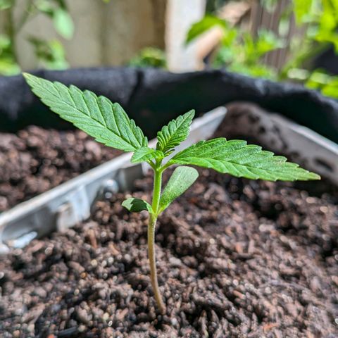 Banana Purple Punch Auto growlog timeline photo