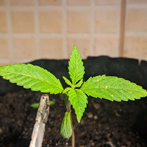 Banana Purple Punch Auto growlog timeline photo