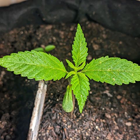 Banana Purple Punch Auto growlog timeline photo
