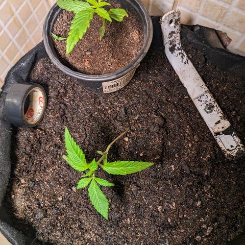 Banana Purple Punch Auto growlog timeline photo