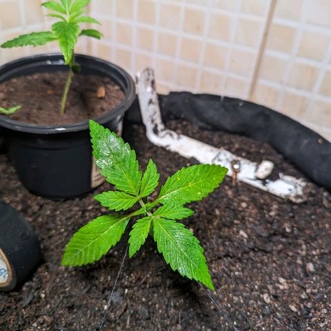 Banana Purple Punch Auto growlog timeline photo