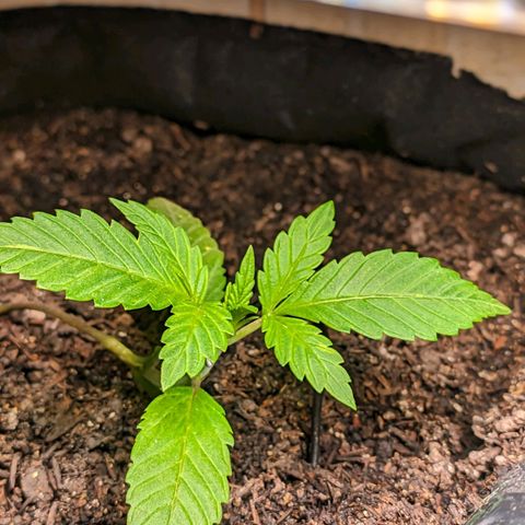 Banana Purple Punch Auto growlog timeline photo