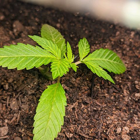 Banana Purple Punch Auto growlog timeline photo