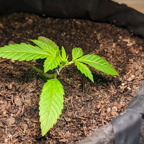 Banana Purple Punch Auto growlog timeline photo