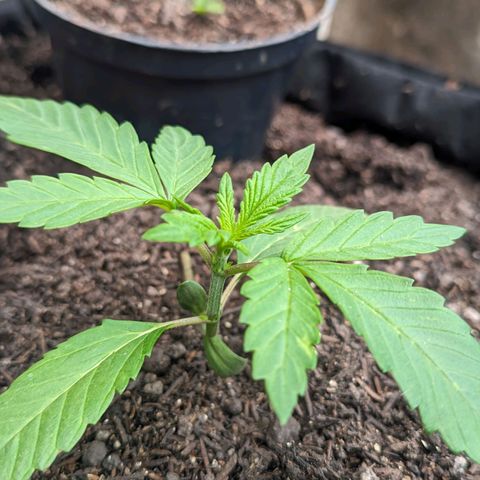 Banana Purple Punch Auto growlog timeline photo