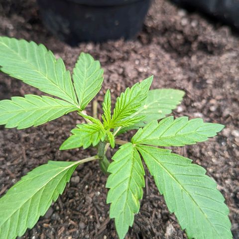 Banana Purple Punch Auto growlog timeline photo