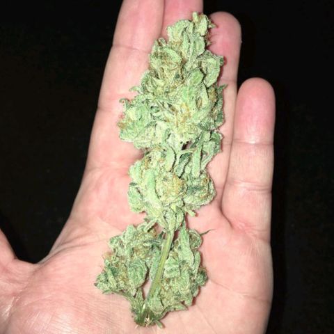 Alien snack auto growlog timeline photo