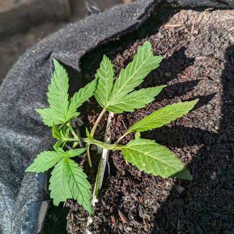 Banana Purple Punch Auto growlog timeline photo