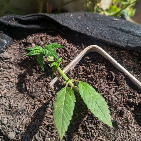 Banana Purple Punch Auto growlog timeline photo