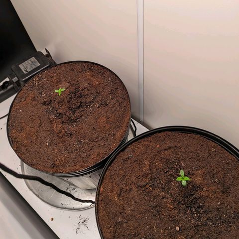 Genética desconhecida growlog timeline photo