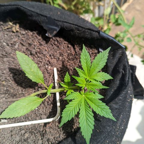 Banana Purple Punch Auto growlog timeline photo