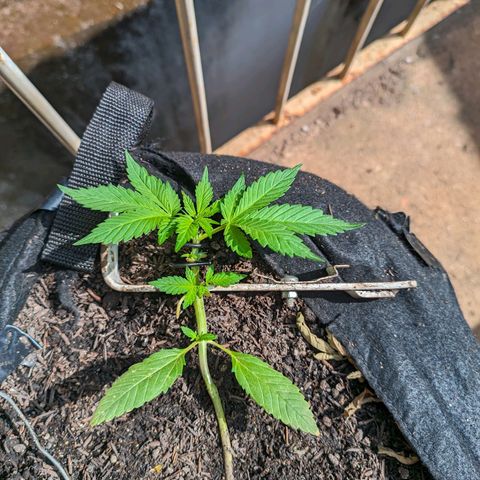Banana Purple Punch Auto growlog timeline photo