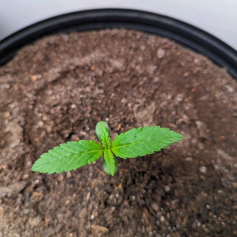 Genética desconhecida growlog timeline photo