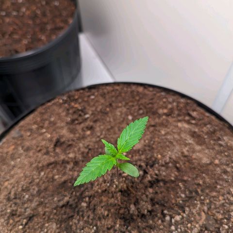 Genética desconhecida growlog timeline photo