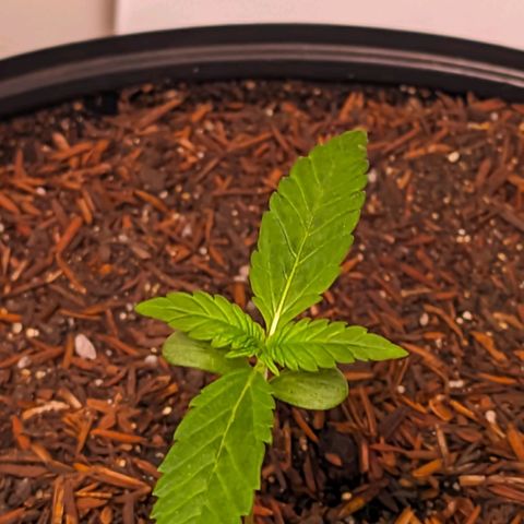Genética desconhecida growlog timeline photo