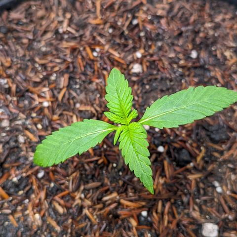 Genética desconhecida growlog timeline photo
