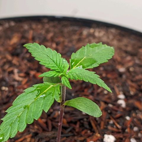 Genética desconhecida growlog timeline photo