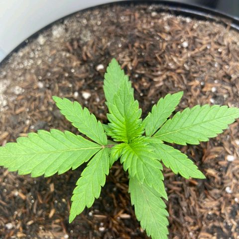 Genética desconhecida growlog timeline photo