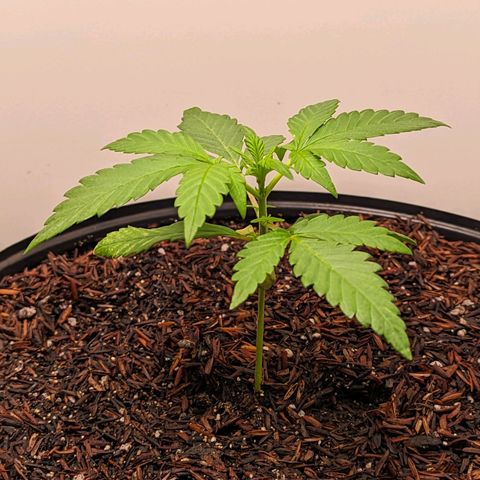 Genética desconhecida growlog timeline photo