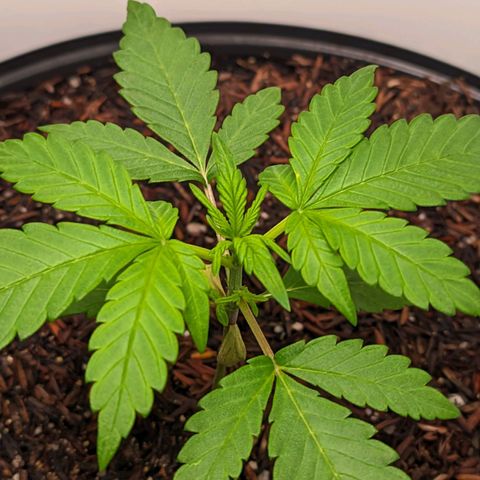 Genética desconhecida growlog timeline photo