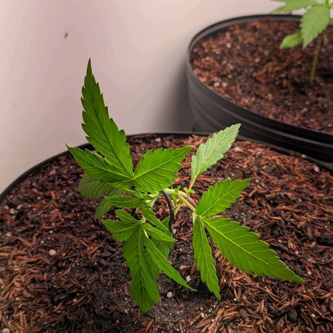 Genética desconhecida growlog timeline photo