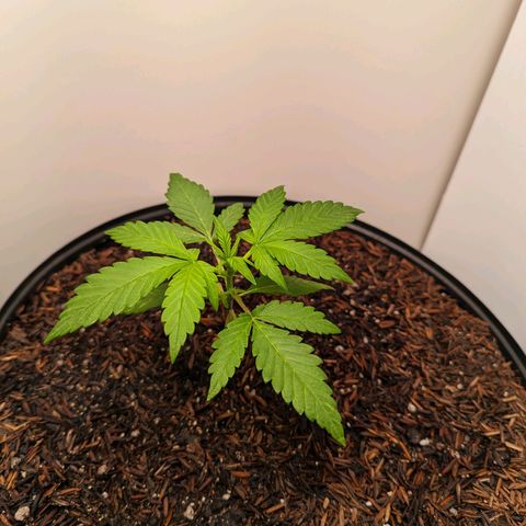 Genética desconhecida growlog timeline photo