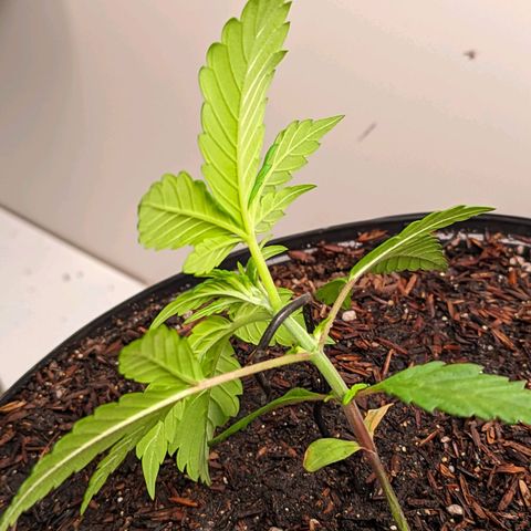 Genética desconhecida growlog timeline photo
