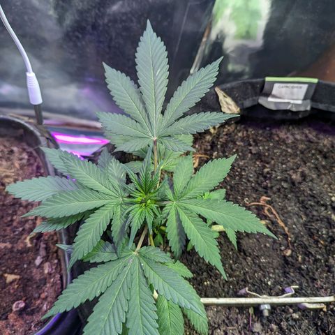 Banana Purple Punch Auto growlog timeline photo