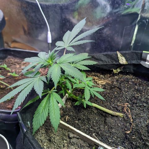Banana Purple Punch Auto growlog timeline photo
