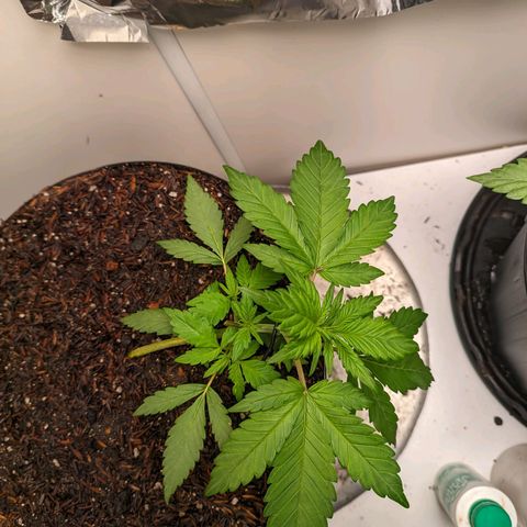 Genética desconhecida growlog timeline photo