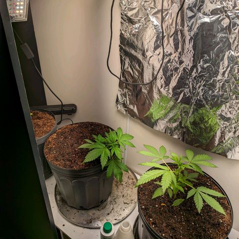 Genética desconhecida growlog timeline photo