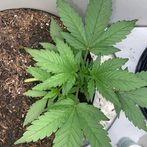 Genética desconhecida growlog timeline photo