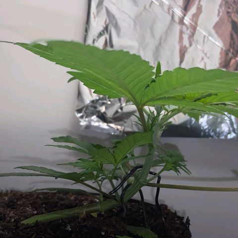 Genética desconhecida growlog timeline photo