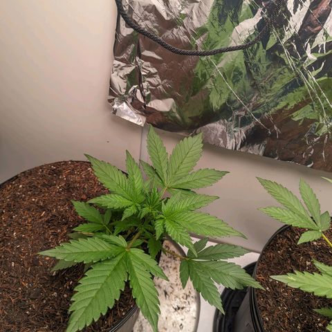 Genética desconhecida growlog timeline photo