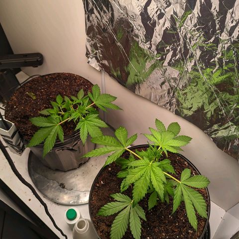 Genética desconhecida growlog timeline photo
