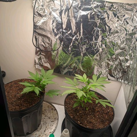Genética desconhecida growlog timeline photo