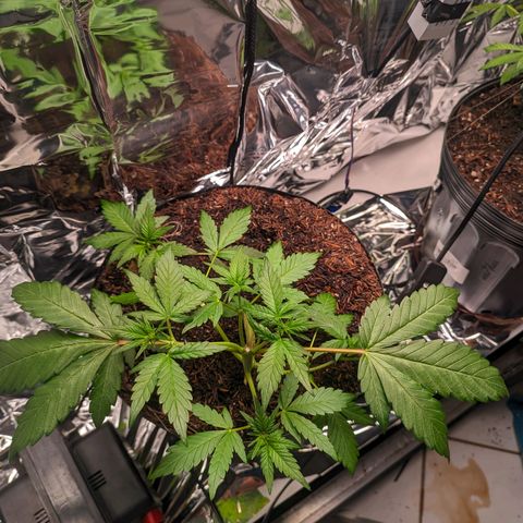 Genética desconhecida growlog timeline photo
