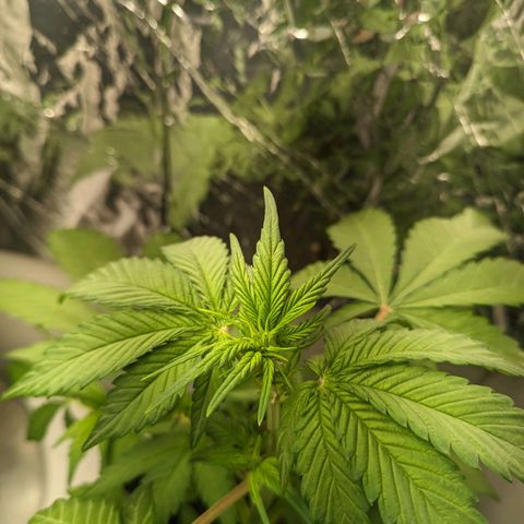 Genética desconhecida growlog timeline photo