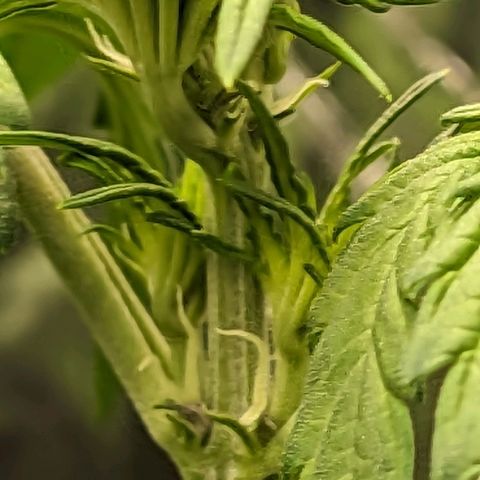 Genética desconhecida growlog timeline photo